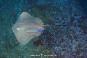 Pink Whipray, Pateobatis fai. Aka Tahitian Stingray. Nuku Hiva, Marquesas Archipelago, French Polynesia, South Pacific Ocean.