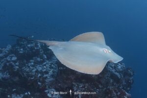 Pink Whipray, Pateobatis fai. Aka Tahitian Stingray. Nuku Hiva, Marquesas Archipelago, French Polynesia, South Pacific Ocean.