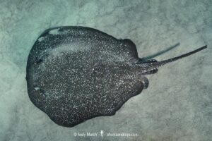 Porcupine whipray, Urogymnus asperrimus. A species of stingay in the family dasyatidae. Previously described as Himantura asperrimus. Dubai, UAE, Arabian Sea.