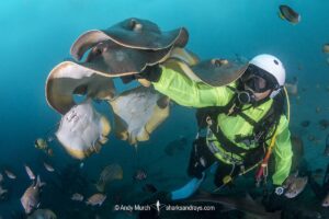 Red stingray, Hemitrygon akajei. Previously described as Dasyatis akajei. Chiba Prefecture, Honshu, Japan, Pacific Ocean.