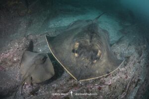 Red stingray, Hemitrygon akajei. Previously described as Dasyatis akajei. Chiba Prefecture, Honshu, Japan, Pacific Ocean.