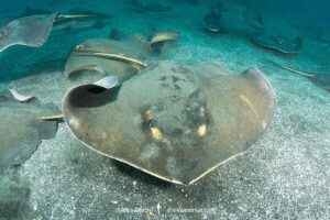 Red stingray, Hemitrygon akajei. Previously described as Dasyatis akajei. Chiba Prefecture, Honshu, Japan, Pacific Ocean.