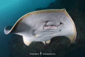 Red stingray, Hemitrygon akajei. Previously described as Dasyatis akajei. Chiba Prefecture, Honshu, Japan, Pacific Ocean.