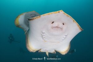 Red stingray, Hemitrygon akajei. Previously described as Dasyatis akajei. Chiba Prefecture, Honshu, Japan, Pacific Ocean.