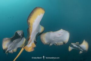 Red stingray, Hemitrygon akajei. Previously described as Dasyatis akajei. Chiba Prefecture, Honshu, Japan, Pacific Ocean.