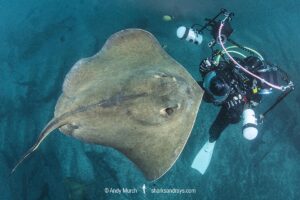 Red stingray, Hemitrygon akajei. Previously described as Dasyatis akajei. Chiba Prefecture, Honshu, Japan, Pacific Ocean.