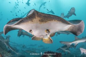 Red stingray, Hemitrygon akajei. Previously described as Dasyatis akajei. Chiba Prefecture, Honshu, Japan, Pacific Ocean.