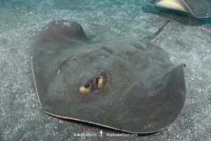 Red stingray, Hemitrygon akajei. Previously described as Dasyatis akajei. Chiba Prefecture, Honshu, Japan, Pacific Ocean.