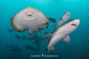Red stingray, Hemitrygon akajei. Previously described as Dasyatis akajei. Chiba Prefecture, Honshu, Japan, Pacific Ocean.