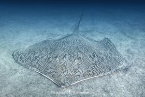 Reticulate Whipray, Himantura uarnak. Aka Honeycomb Stingray or Coach Whipray. Dubai, UAE, Persian Gulf, Arabian Sea.