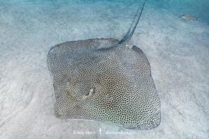 Reticulate Whipray, Himantura uarnak. Aka Honeycomb Stingray or Coach Whipray. Dubai, UAE, Persian Gulf, Arabian Sea.