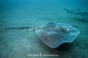 Roughtail Stingray, Bathytoshia centroura. A large stingray from the Western North and South Atlantic. Outer Banks, North Carolina, USA.