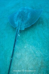 Roughtail Stingray, Bathytoshia centroura. A large stingray from the Western North and South Atlantic. Outer Banks, North Carolina, USA.