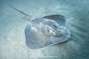 Roughtail Stingray, Bathytoshia centroura. A large stingray from the Western North and South Atlantic. Outer Banks, North Carolina, USA.