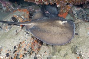 Round Stingray, Taeniurops grabatus, Los Gigantes, Tenerife, Canary Islands, Spain, Eastern Atlantic.