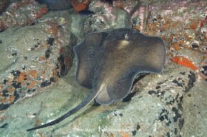 Round Stingray, Taeniurops grabatus, Los Gigantes, Tenerife, Canary Islands, Spain, Eastern Atlantic.