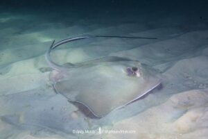 Southern Stingray