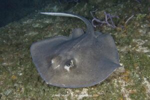 Southern Stingray
