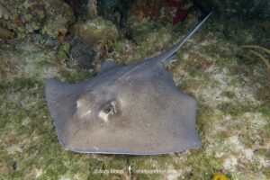 Southern Stingray