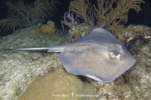 Southern Stingray