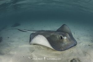 Southern Stingray