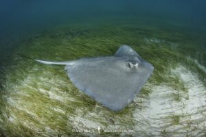 Southern Stingray