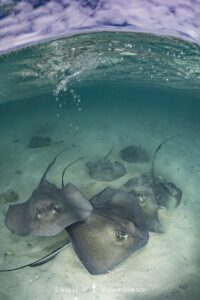 Southern Stingray
