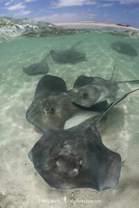 Southern Stingray
