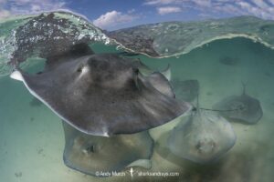 Southern Stingray