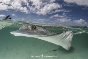 Southern Stingray