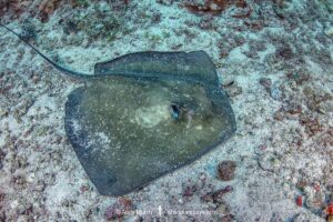 Southern Stingray
