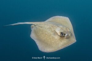 Southern Stingray