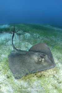 Southern Stingray