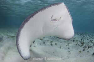 Southern Stingray