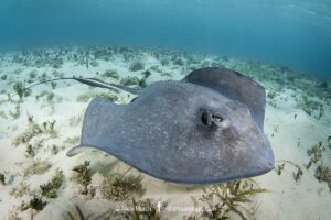 Southern Stingray