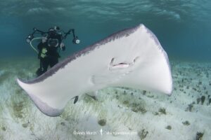 Southern Stingray