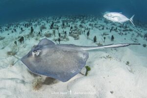 Southern Stingray