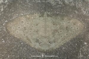 Spiny Butterfly Ray