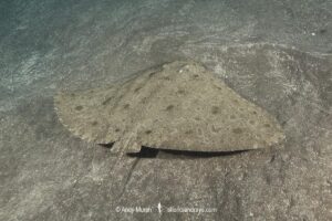 Spiny Butterfly Ray, Gymnura altavela, Los Gigantes, Tenerife, Canary Islands, Spain, Eastern Atlantic Ocean.