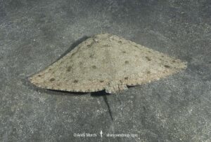 Spiny Butterfly Ray, Gymnura altavela, Los Gigantes, Tenerife, Canary Islands, Spain, Eastern Atlantic Ocean.