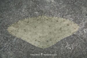 Spiny Butterfly Ray, Gymnura altavela, Los Gigantes, Tenerife, Canary Islands, Spain, Eastern Atlantic Ocean.