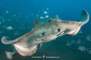 Tortonese's Stingray, Dasyatis tortonesei. Los Gigantes, Tenerife, Canary Islands, Eastern Atlantic Ocean.