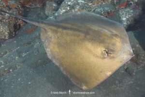 Tortonese's Stingray, Dasyatis tortonesei. Los Gigantes, Tenerife, Canary Islands, Eastern Atlantic Ocean.