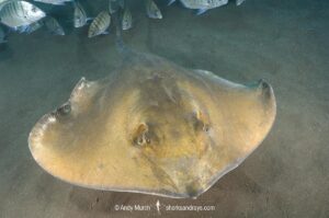 Tortonese's Stingray, Dasyatis tortonesei. Los Gigantes, Tenerife, Canary Islands, Eastern Atlantic Ocean.
