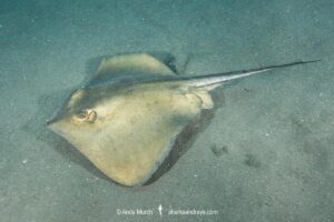 Tortonese's Stingray, Dasyatis tortonesei. Los Gigantes, Tenerife, Canary Islands, Eastern Atlantic Ocean.