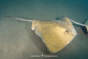 Tortonese's Stingray, Dasyatis tortonesei. Los Gigantes, Tenerife, Canary Islands, Eastern Atlantic Ocean.
