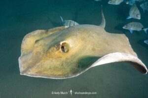 Tortonese's Stingray, Dasyatis tortonesei. Los Gigantes, Tenerife, Canary Islands, Eastern Atlantic Ocean.