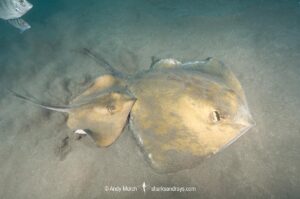 Tortonese's Stingray, Dasyatis tortonesei. Los Gigantes, Tenerife, Canary Islands, Eastern Atlantic Ocean.