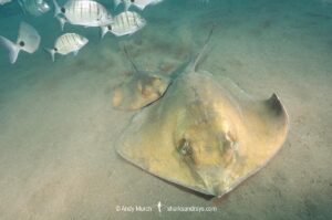 Tortonese's Stingray, Dasyatis tortonesei. Los Gigantes, Tenerife, Canary Islands, Eastern Atlantic Ocean.