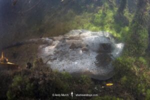 Atlantic Chupare Stingray, Styracura schmardae. Aka Caribbean whiptail stingray. Previously described as Himantura schmardae. Oyster Bed Lagoon, Utila, Bay Islands, Honduras.